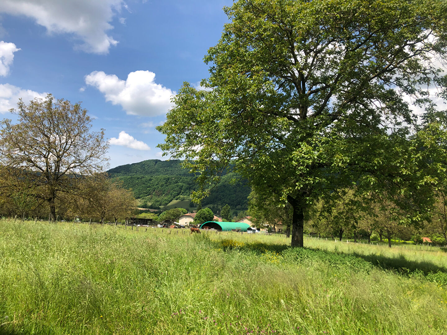 TERRAIN CONSTRUCTIBLE 836M²  MASSIEU 38620